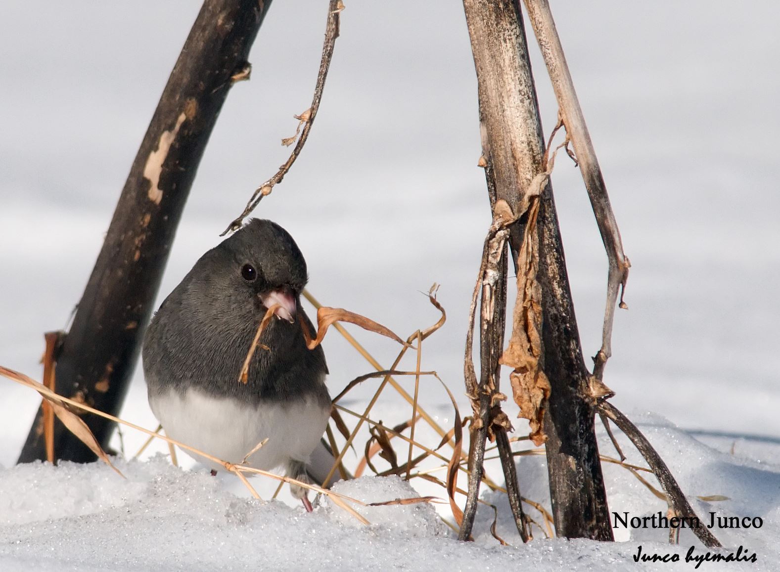 Northern Junco